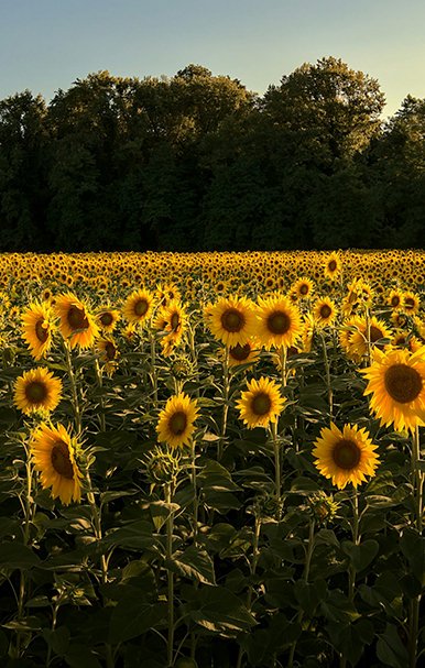 GIRASOL
